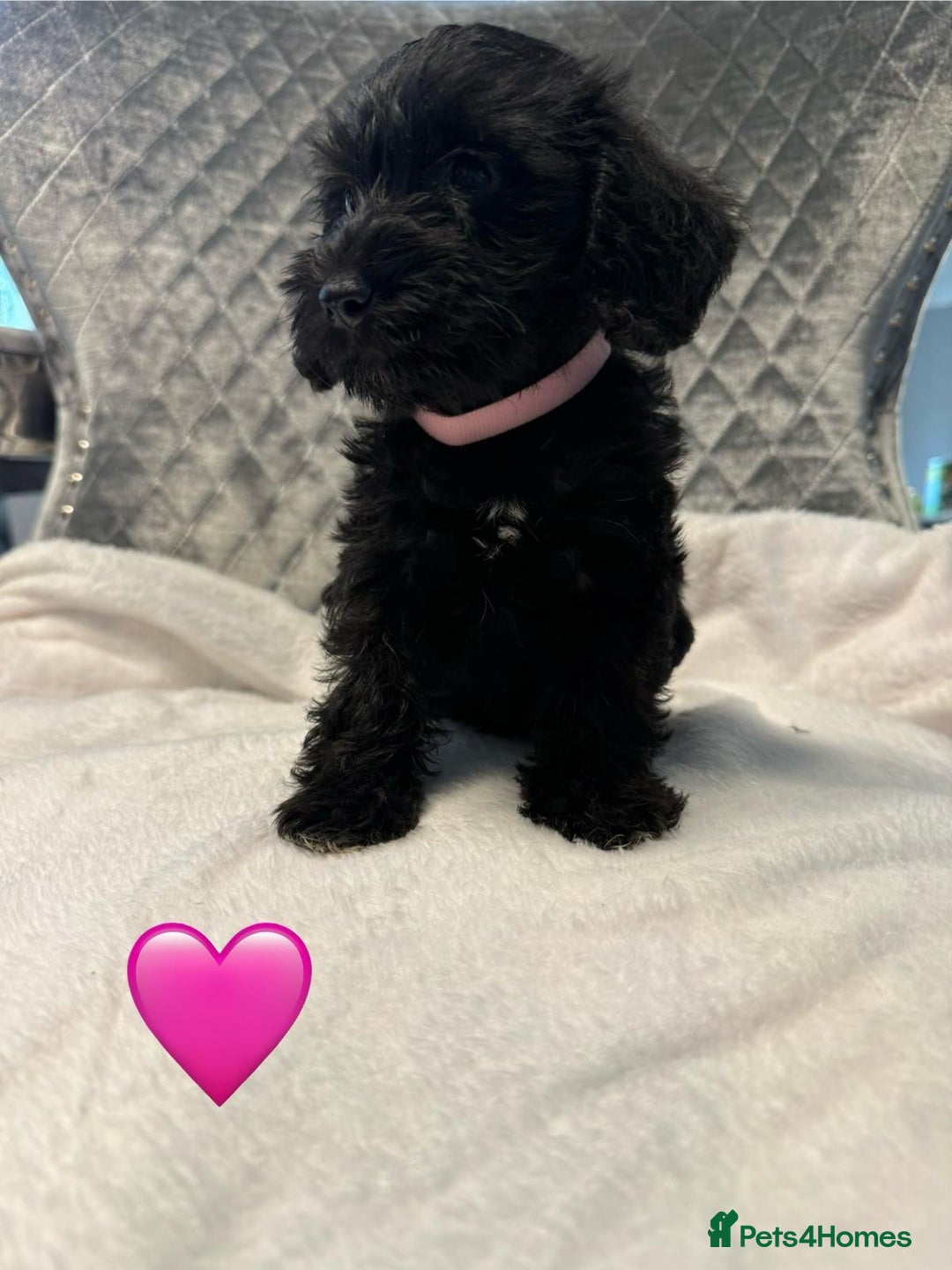 Schnoodle dogs for sale: Beautiful Schnoodle Puppies For Sale - Image 16