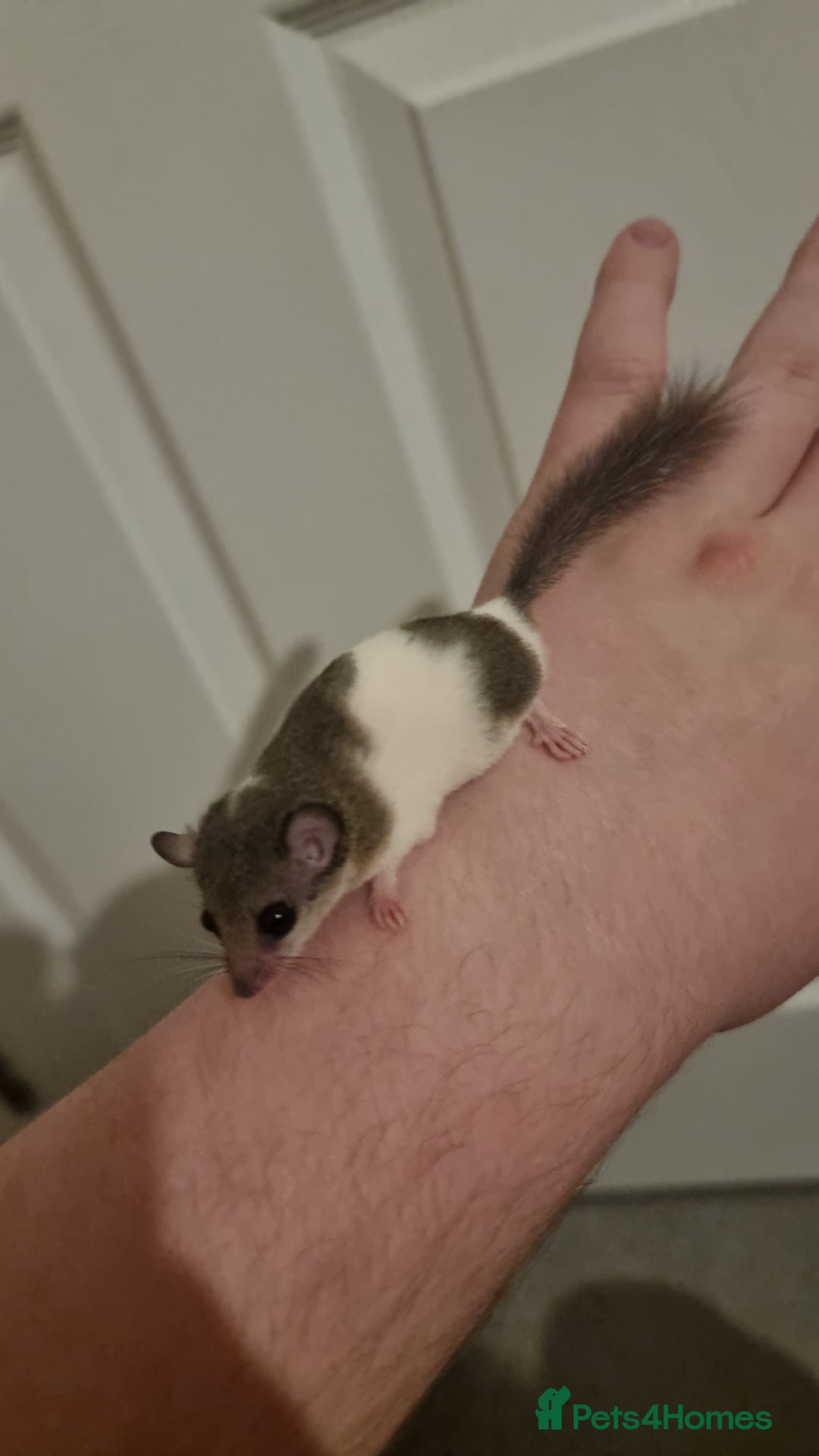 Mouse rodents for sale: Pied African Pygmy Dormice  - Advert 7