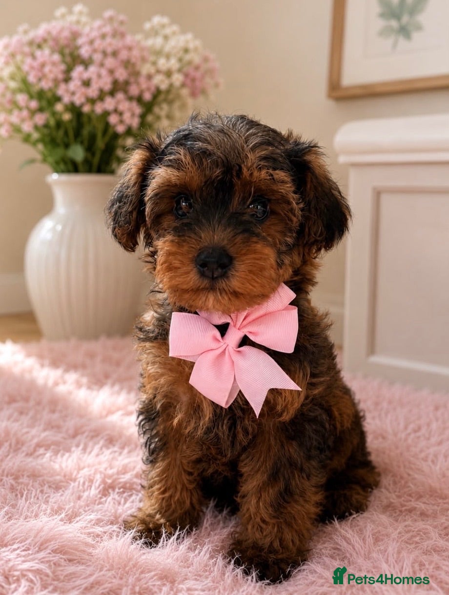 Yorkiepoo dogs Yorkiepoo - Advert 1