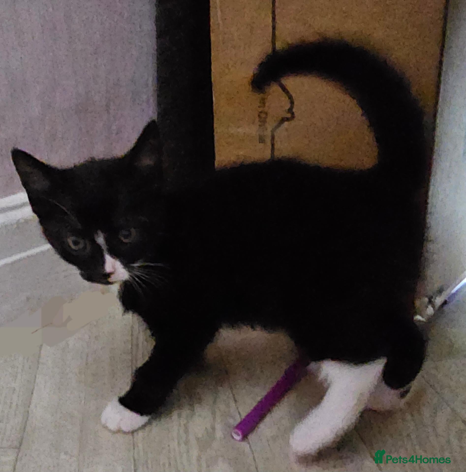 Mixed Breed cats  1 adorable kitten looking for forever home - Advert 12