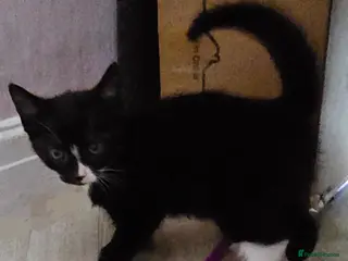 Mixed Breed cats 1 adorable kitten looking for forever home - Advert 12