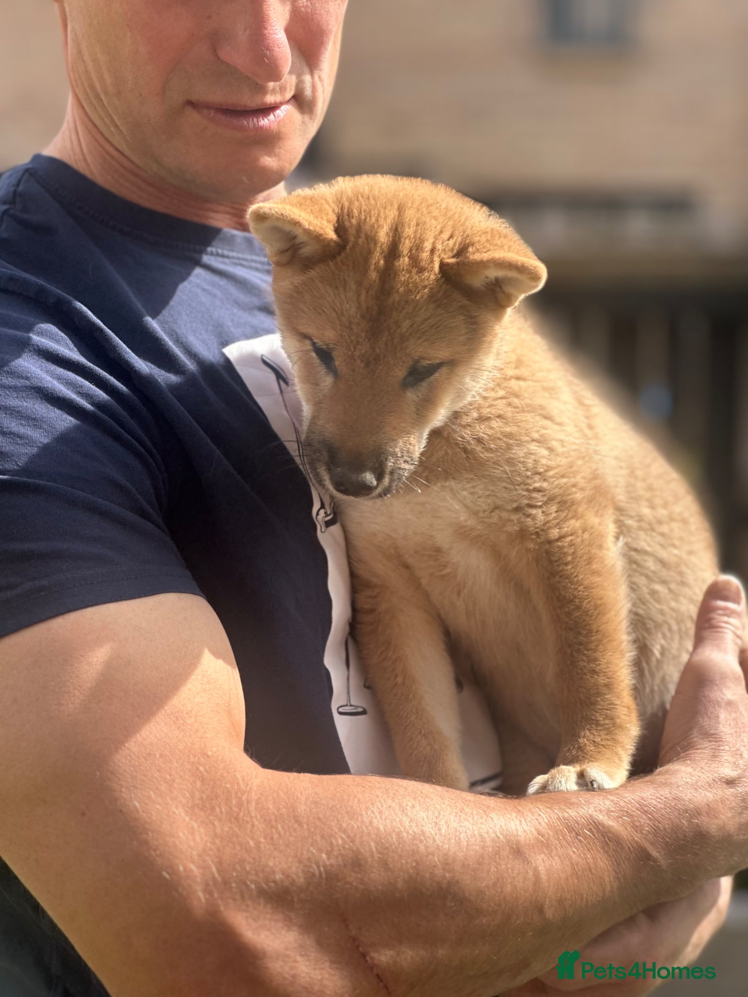 Japanese Shiba Inu dogs for sale: KC-Certified Shiba Inu puppies. 100% Pure blooded. - Advert 7