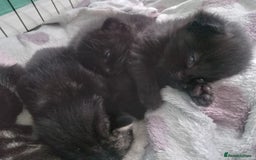 Mixed Breed cats for sale: 4 kittens available  - Image 6