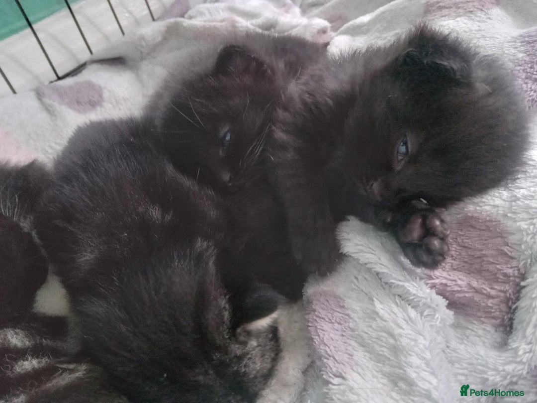 Mixed Breed cats for sale: 4 kittens available  - Image 6