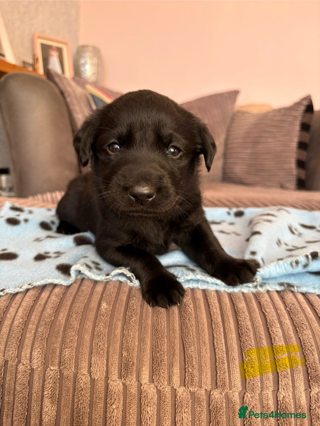 Labrador Retriever dogs for sale: Gorgeous chunky black lab pups🖤 - Advert 16