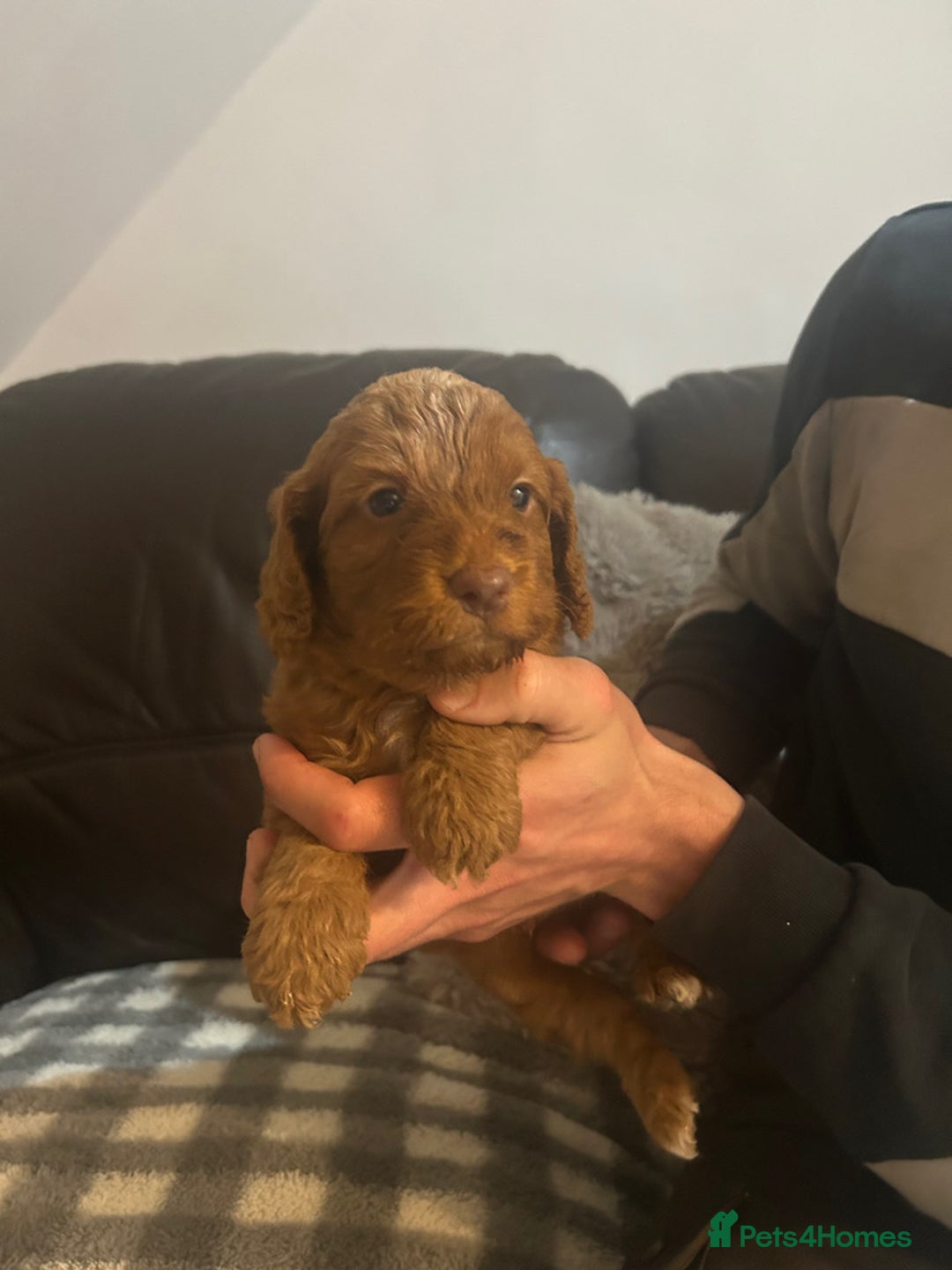 Cockapoo dogs for sale: ⭐️Stunning F1 cockapoo puppies⭐️ - Advert 5