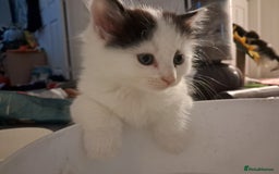 Mixed Breed cats for sale: 4 kittens for sale - Image 7