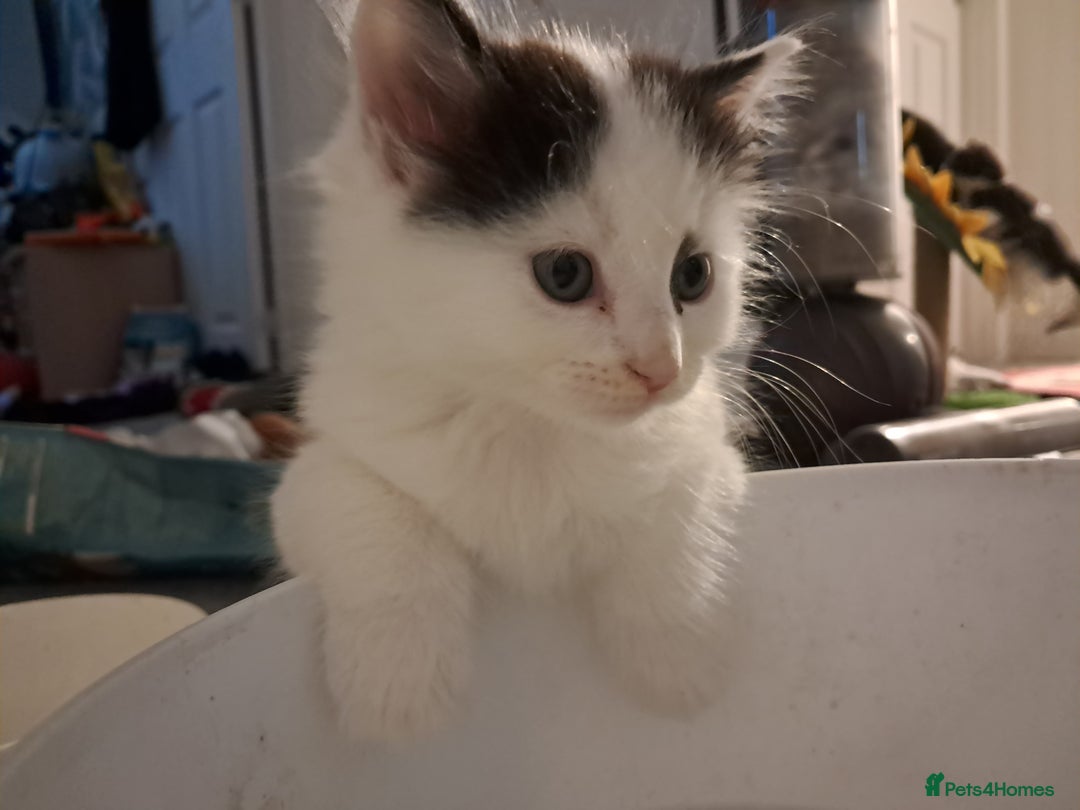 Mixed Breed cats for sale: 4 kittens for sale - Image 7