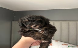 Toy Poodle dogs for sale: *Price reduced *last 2 Kc reg toy poodle pups  - Image 12
