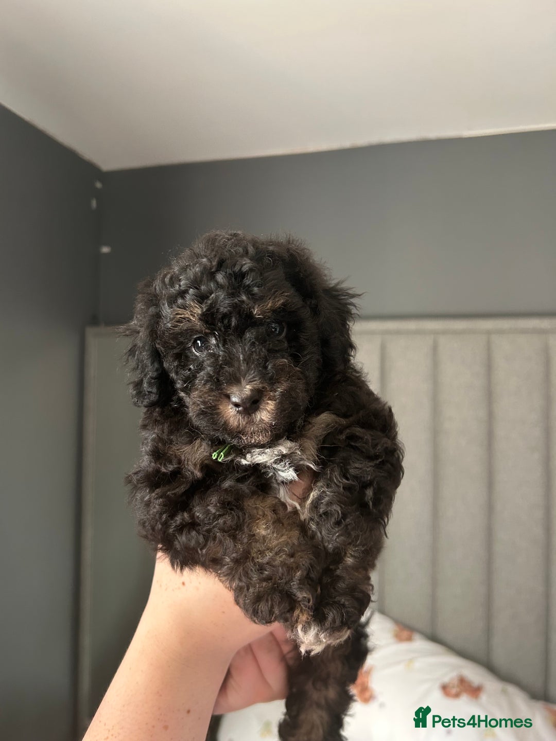 Toy Poodle dogs for sale: *Price reduced *last 2 Kc reg toy poodle pups  - Image 12