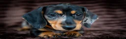 Miniature Dachshund dogs for sale: Stunning Mini Dachshunds. - Advert 3