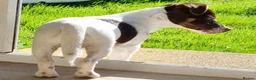 Jack Russell dogs for sale: Adorable mini Jack Russell babies  - Advert 25