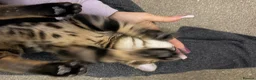 Bengal cats for sale: Adorable bengal kittens - marble bengal   in London - Advert 9