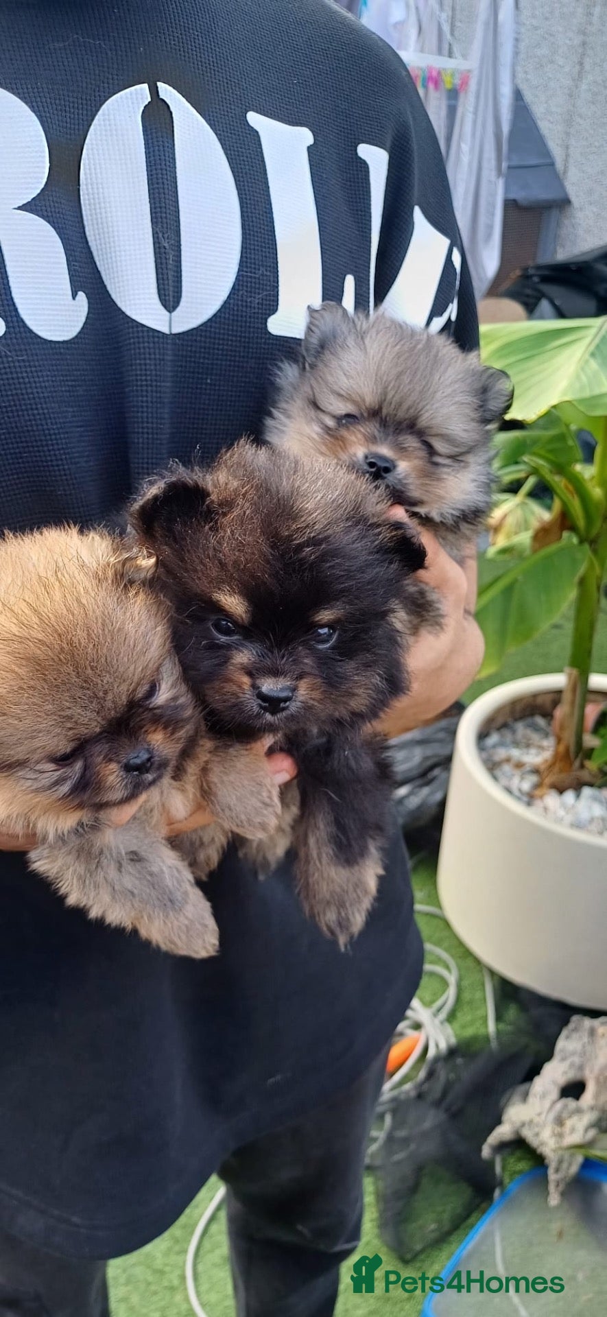 Pomeranian dogs Pomeranian puppies  - Advert 9