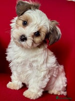 Yorkshire Terrier dogs - Advert 3