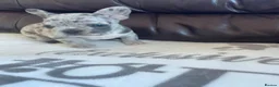 French Bulldog dogs for sale: French bulldog 🐶  - Advert 3