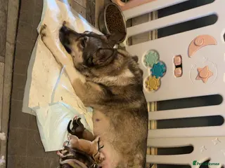 Siberian Husky dogs Gorgeous husky puppies - Advert 3