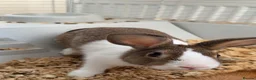Dutch rabbits for sale: Rabbit needing a good home - Advert 2