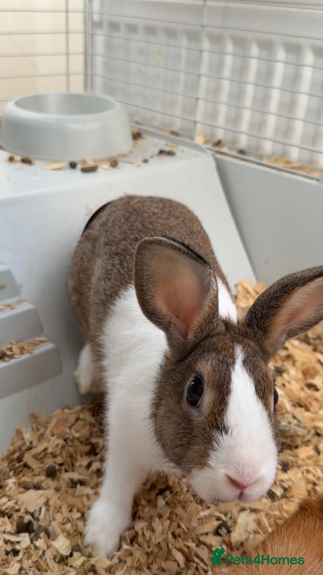 Dutch rabbits for sale: Rabbit needing a good home - Advert 2