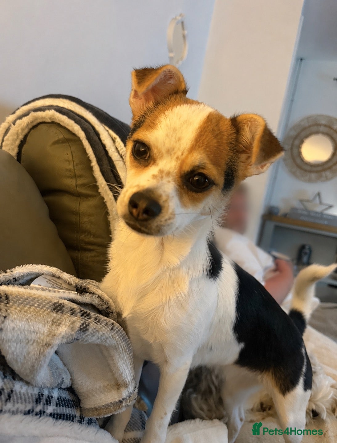 Mixed Breed dogs New home needed  - Advert 3
