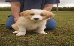 Border Collie dogs for sale: Gold/white KC reg health tested Border Collies in Boston - Image 1
