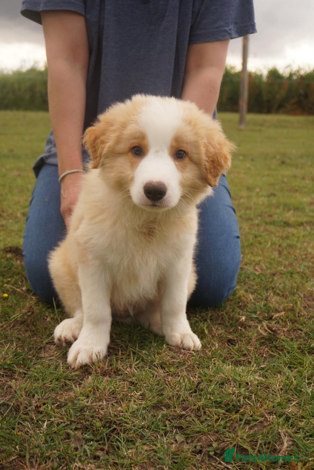 Border Collie dogs for sale: Gold/white KC reg health tested Border Collies in Boston - Image 1