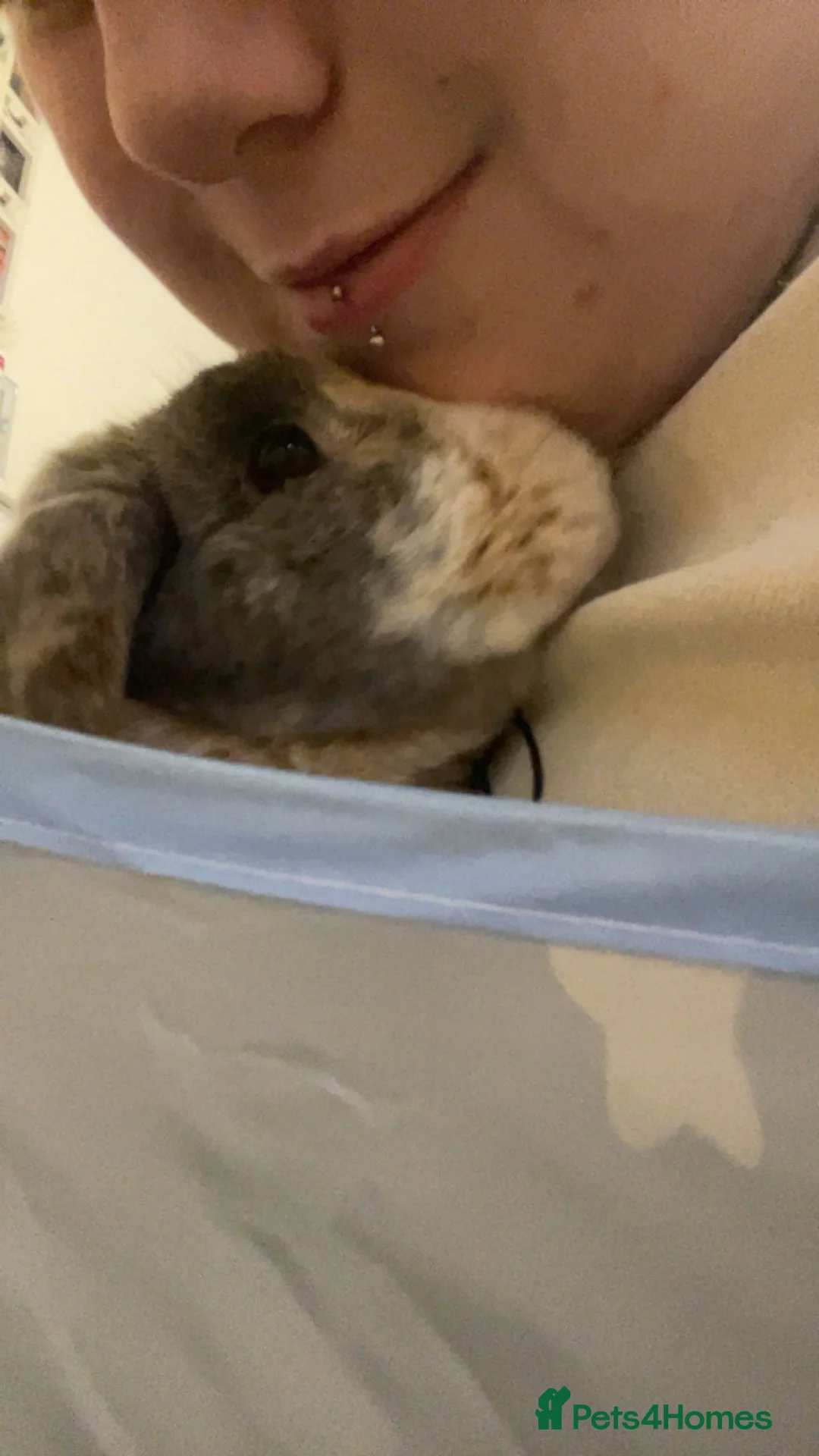 Mixed Breed rabbits for sale: Bugsy  - Advert 4