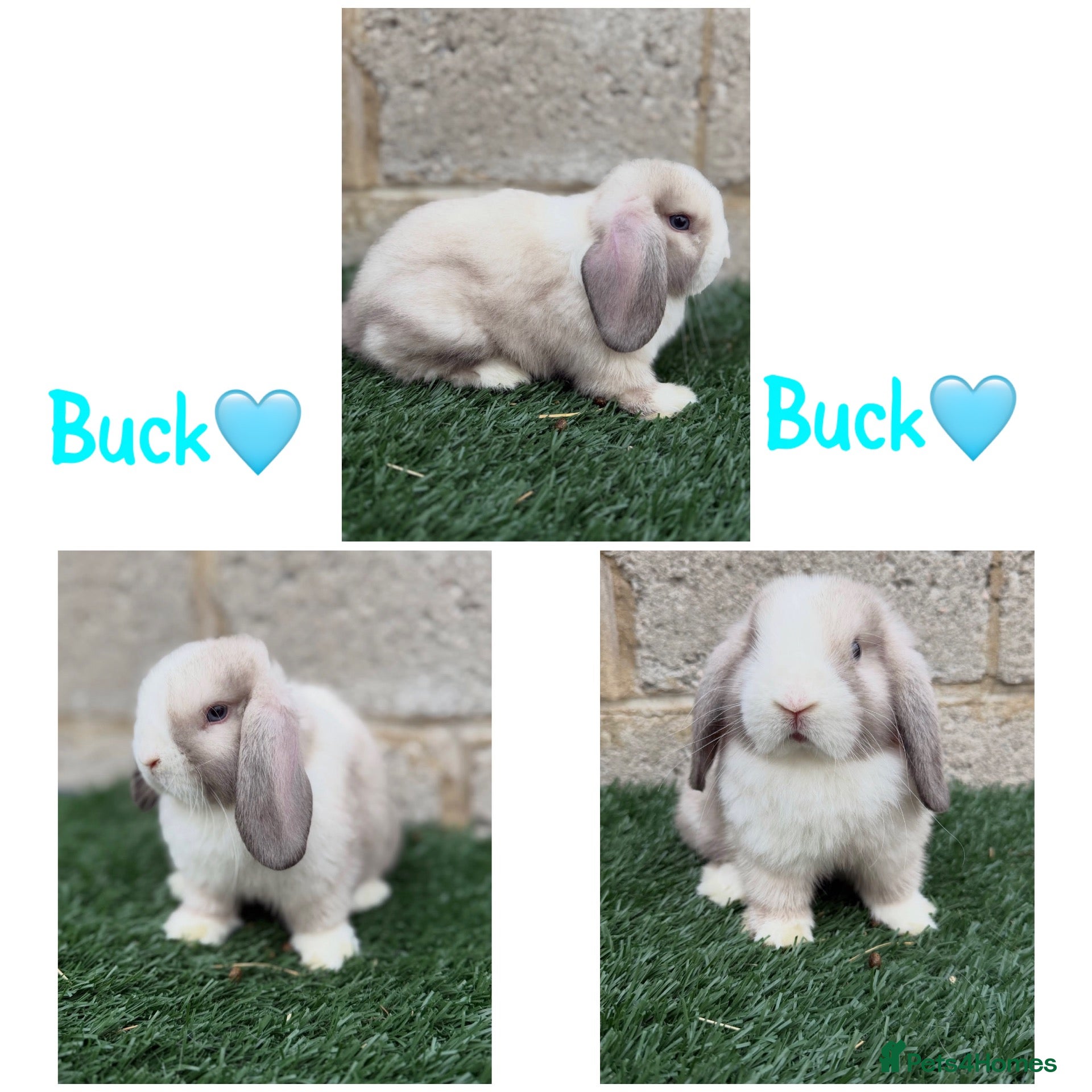 Mini Lop rabbits Pure breed mini lop male and female  - Advert 1