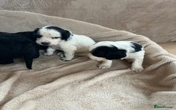 Cocker Spaniel dogs for sale: Cocker spaniel puppies for sale 🤩🐶 - Image 16