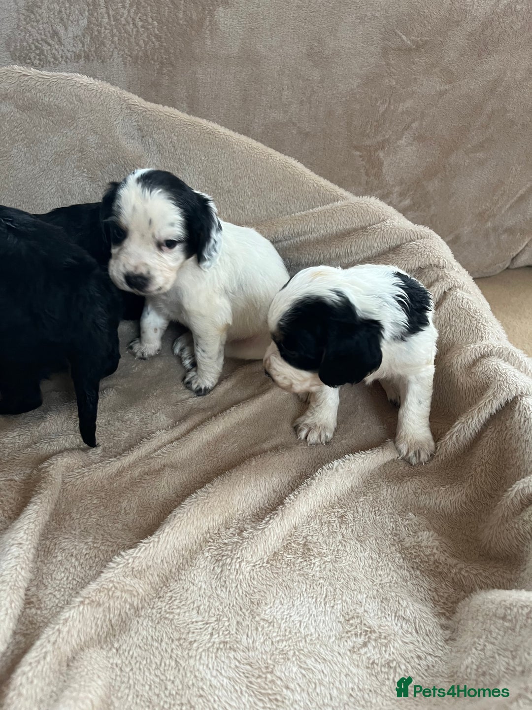 Cocker Spaniel dogs for sale: Cocker spaniel puppies for sale 🤩🐶 - Image 16
