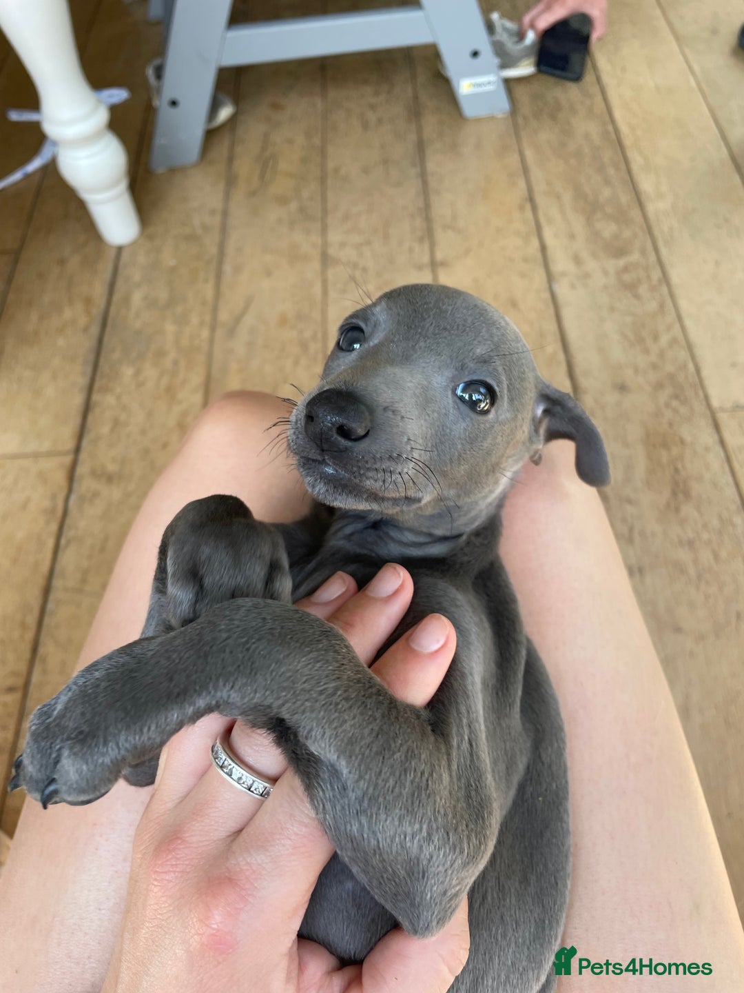 Italian Greyhound dogs for sale: Gorgeous Italian greyhound - Image 3
