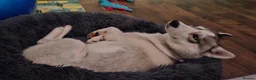 Mixed Breed dogs for sale: 6 Northern Inuit × Siberian Husky puppies - Advert 17