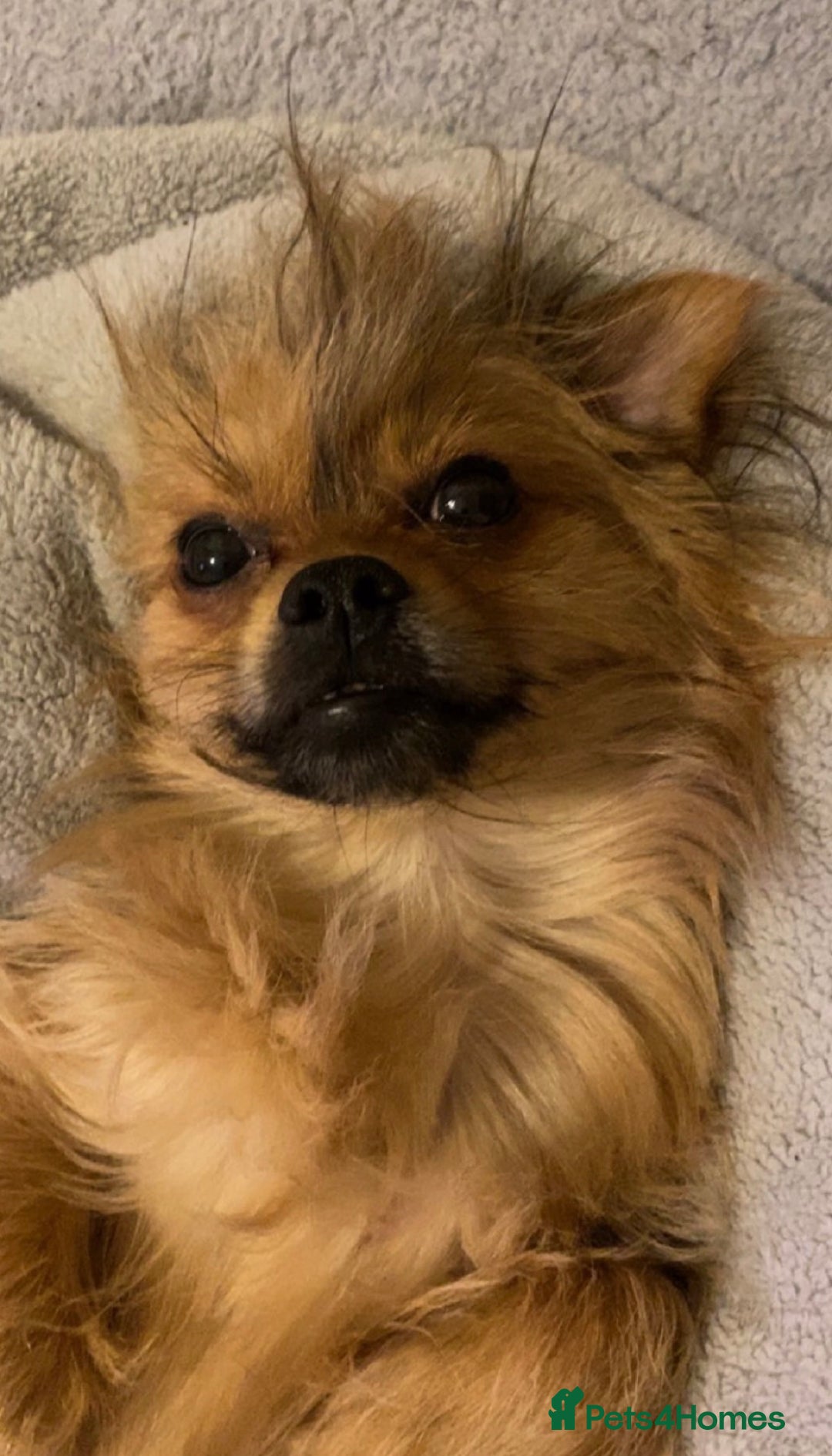 Chorkie dogs for sale: 5 year old male chorkie - Advert 3