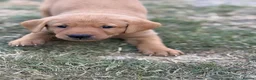 Labrador Retriever dogs for sale: Exceptional Labrador puppies  - Advert 17