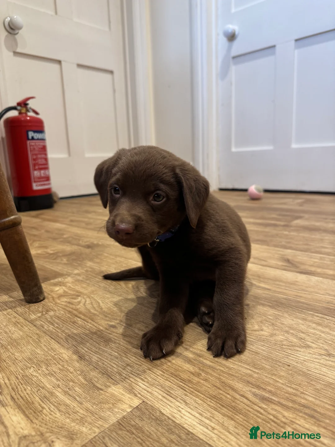 Labrador Retriever dogs for sale: Beautiful Chocolate and Yellow working Labradors  - Advert 16