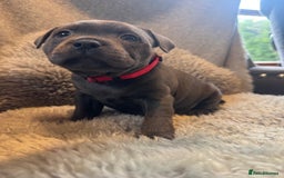 Staffordshire Bull Terrier dogs for sale: High Quality Blue & Black Staffy Puppies - Image 13