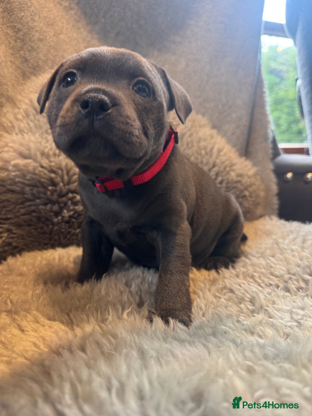 Staffordshire Bull Terrier dogs for sale: High Quality Blue & Black Staffy Puppies - Image 13