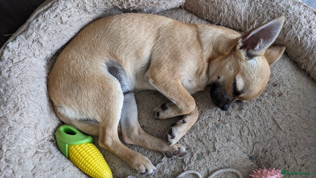 Chihuahua dogs for sale: 💖 3 Beautiful Chihuahua Puppies - Image 8