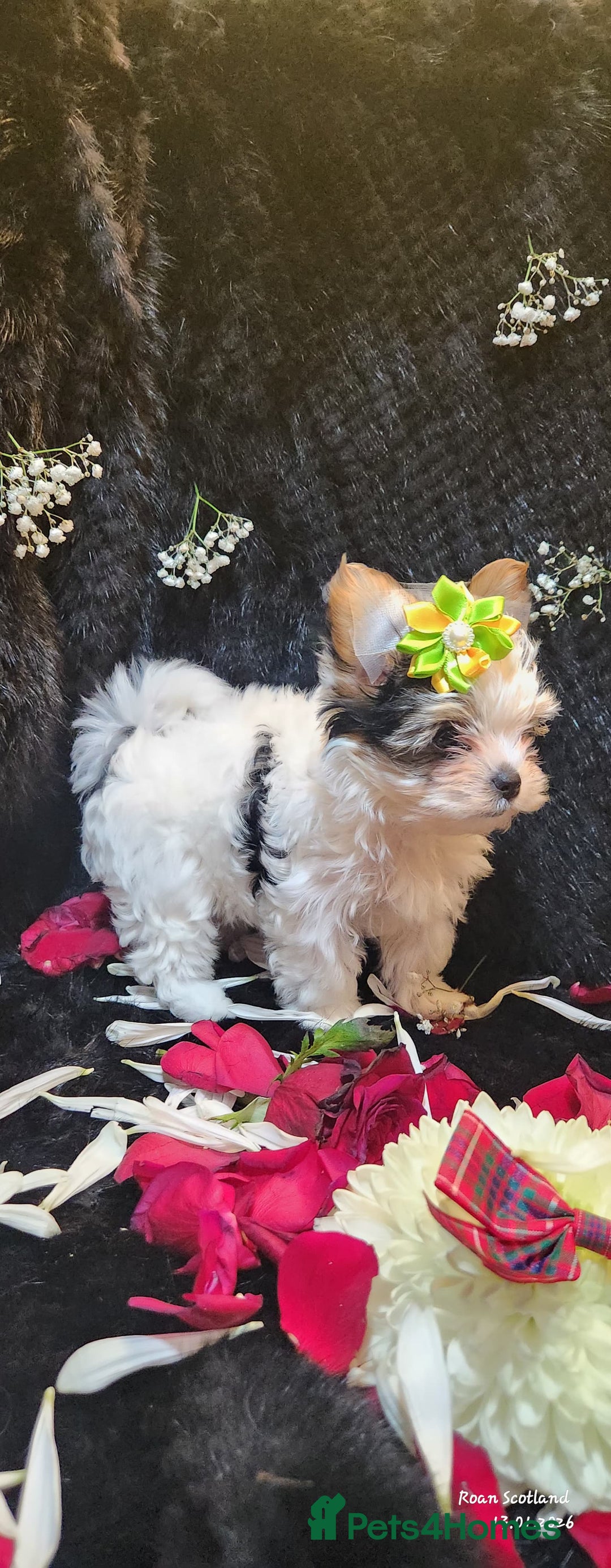 Yorkshire Terrier dogs for sale: Luxury Yorkshire Terrier Puppies/Home Raised/IHR   - Advert 28