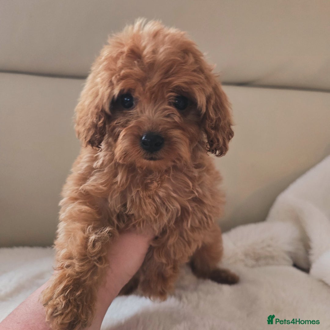 Cavapoo dogs for sale: Cavapoobabiesuk litter has arrived - Advert 4
