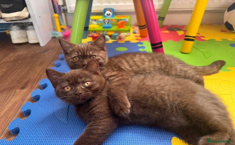 British Shorthair cats - Advert 1