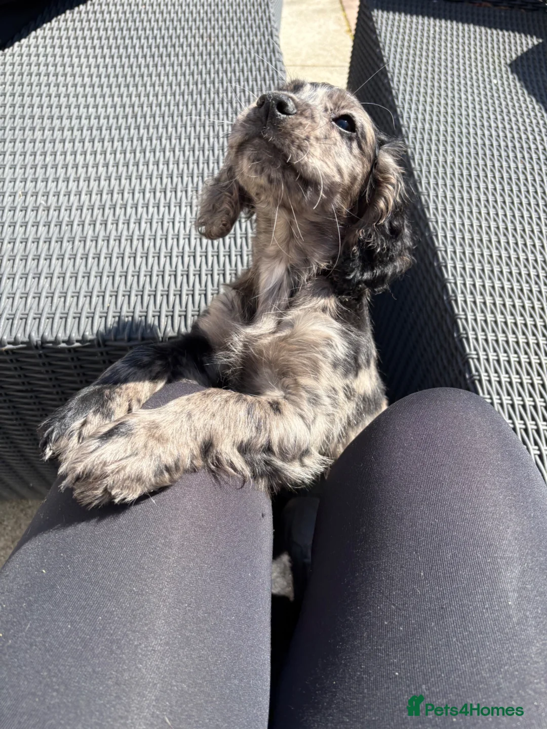 Cocker Spaniel dogs for sale: Merle cocker spaniel puppy - Advert 8