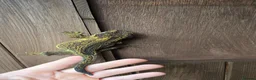Gecko reptiles for sale: Yellow female Gargoyle gecko  - Advert 3