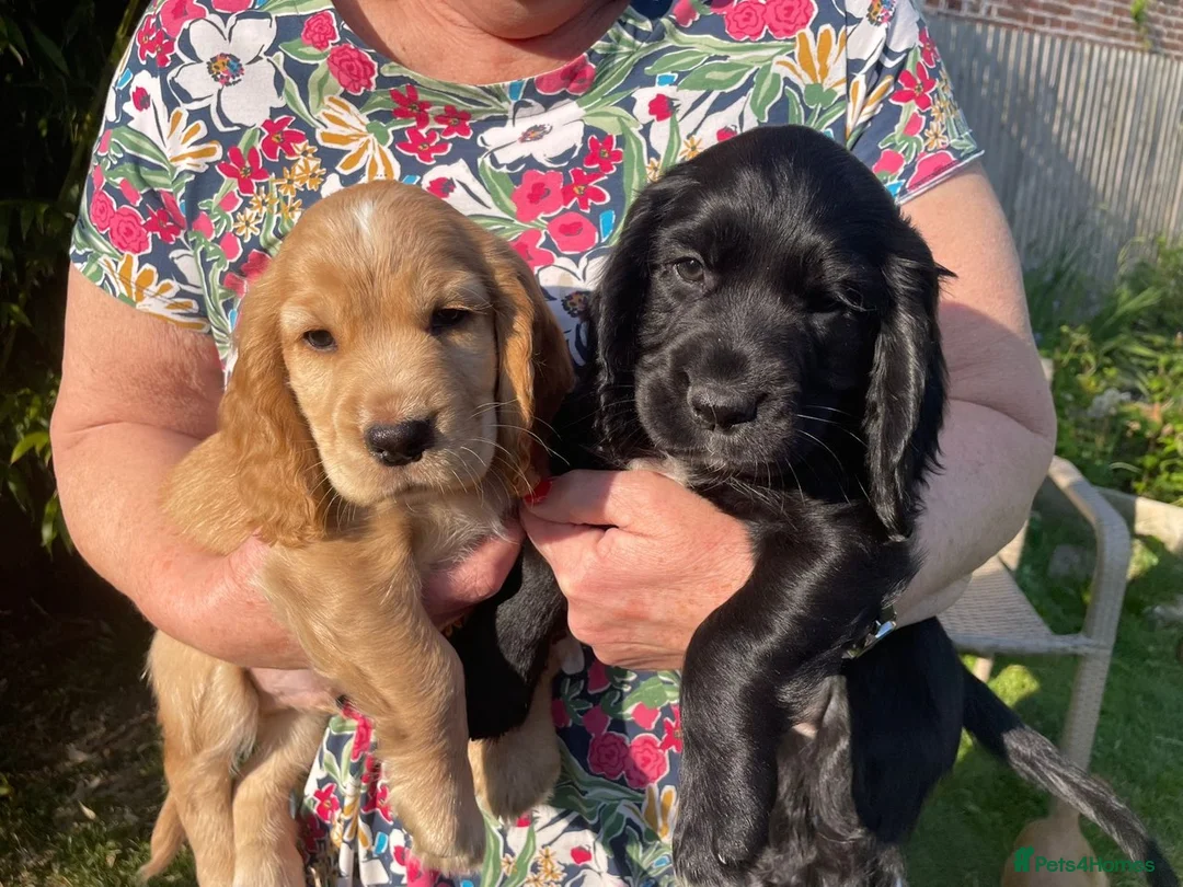 Cocker Spaniel dogs for sale: Golden Cocker spaniel boy KC reg - Ready to leave - Advert 1