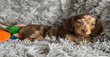 Miniature Dachshund dogs - Advert 3