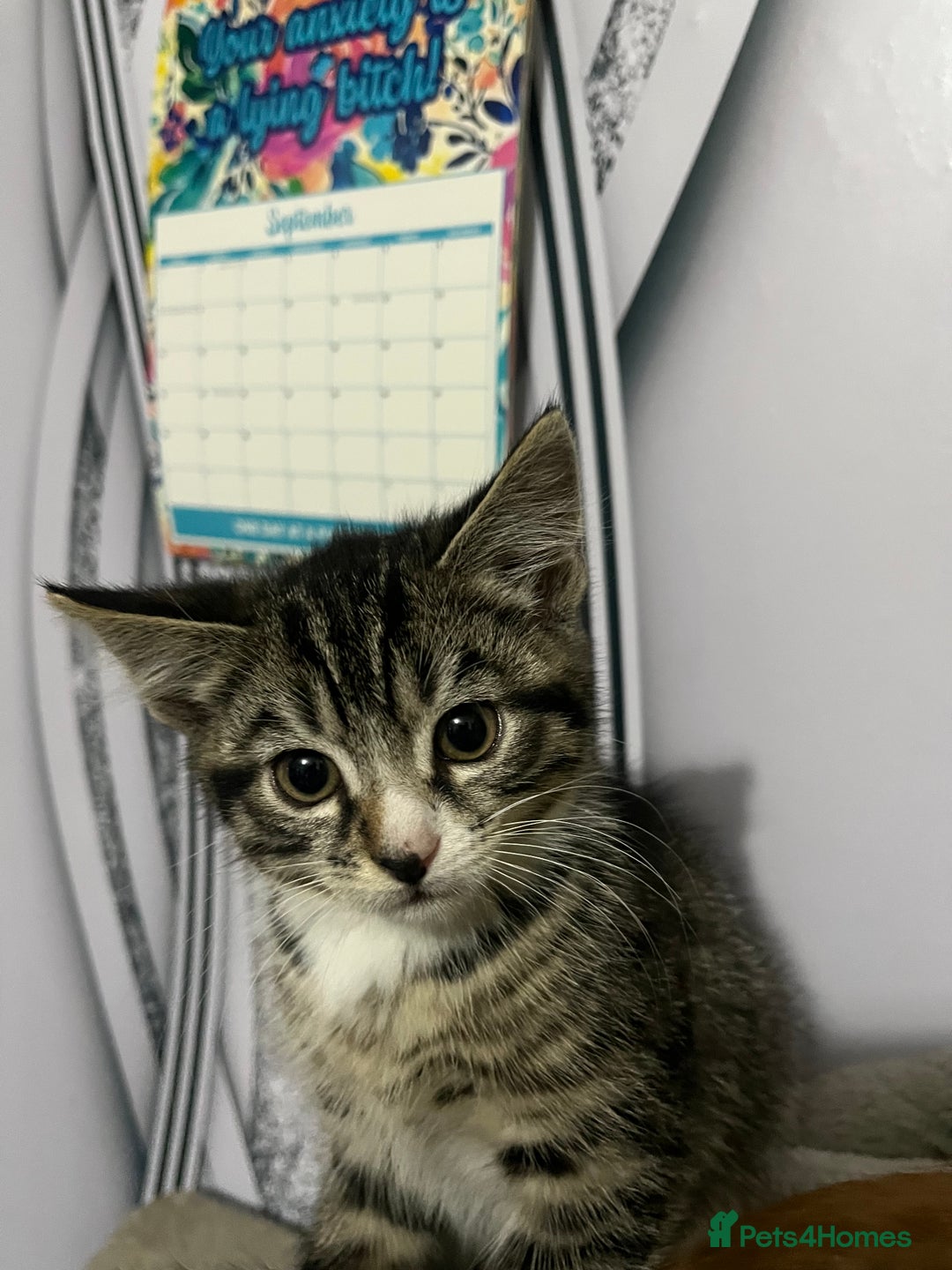 Mixed Breed cats for sale: Kittens for sale  - Image 1