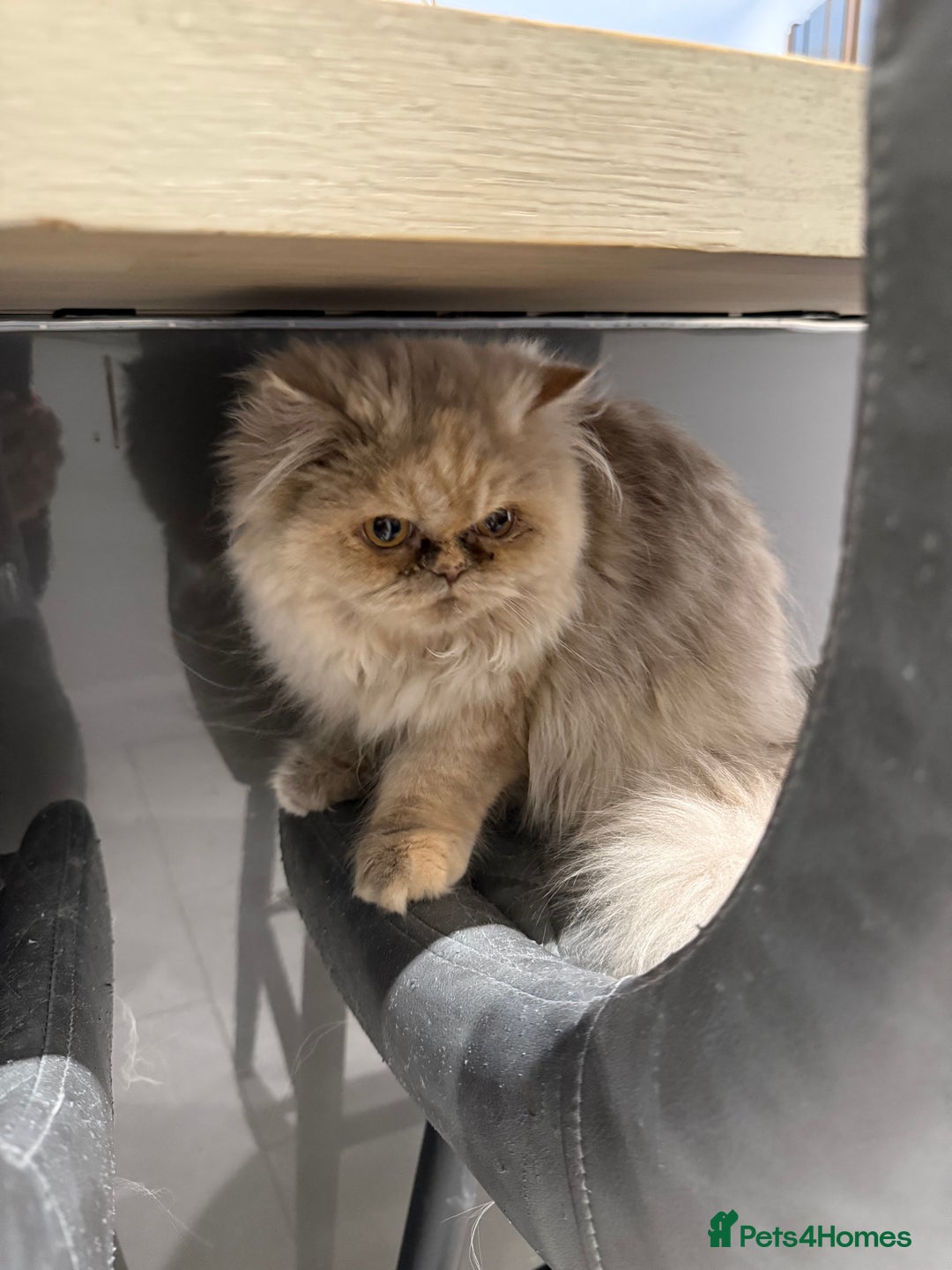Persian cats for sale: Beautiful Persian Longhair Female – Vaccinated - Advert 3
