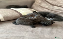 Siamese cats for sale: 4 boy kittens available  - Image 6