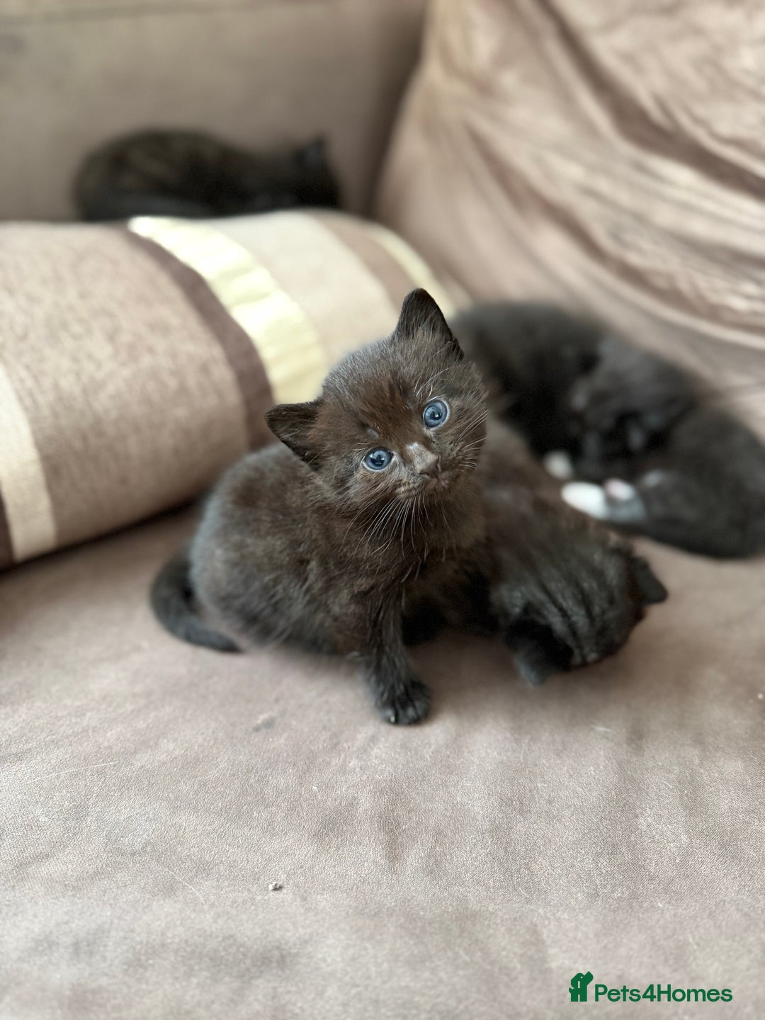 Siamese cats for sale: 4 boy kittens available  - Image 6