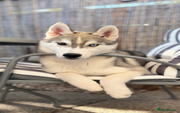 Siberian Husky dogs for sale: Beautiful Siberian Husky - Image 1
